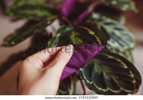1,385 Flower Medallions Stock Photos, Images & Photography | Shutterstock