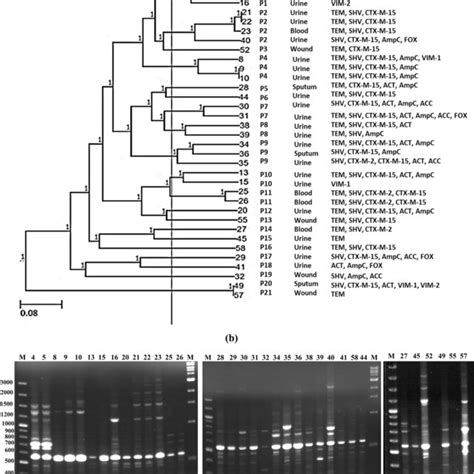 Dna Fingerprinting By Eric Pcr A Dendrogram Analysis Of 34 P