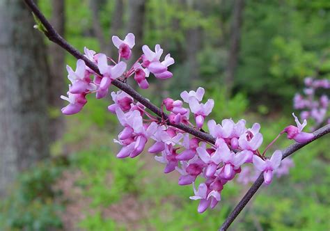 Redbud Cercis Canadensis Great Plains Nursery