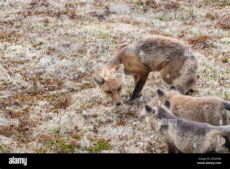 Young red fox pups with their mother at Cape St. Mary's, Newfoundland ...