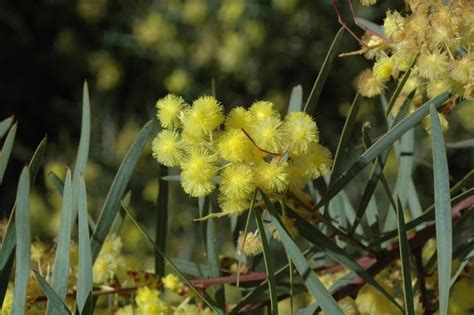 Factsheet Acacia Iteaphylla