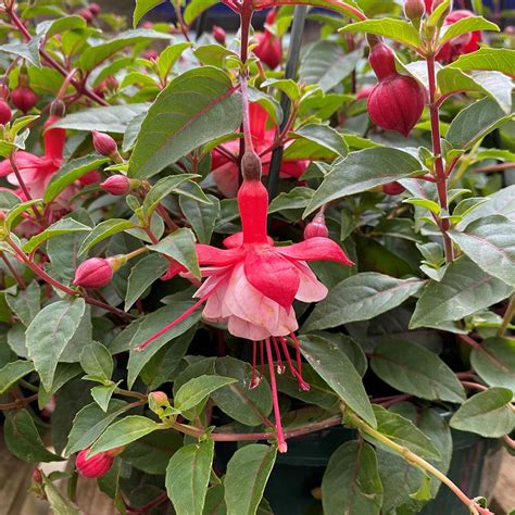 Hanging Basket Fuchsia Bella Laura Knights Garden Centres