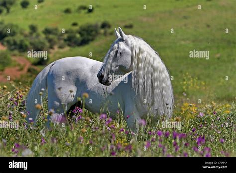 Arabisches Vollblut Pure Bred Arabische Pferd Equus Przewalskii F