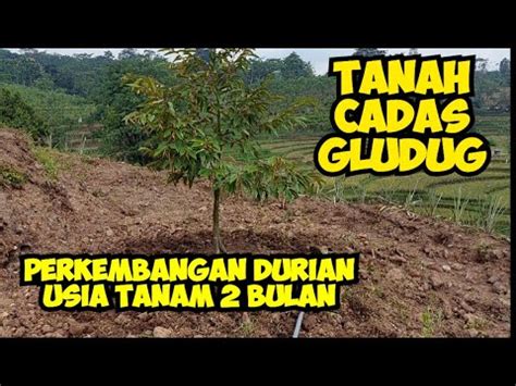 Cek Perkembangan Durian Di Tanah Cadas Gludug Usia Tanam Bulan