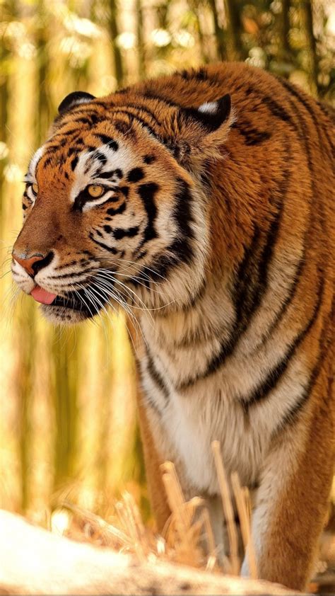 Hd Tiger Android Wallpapers - Wallpaper Cave