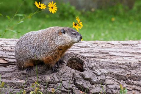 Can Woodchucks (Groundhogs) Actually Chuck Wood? - Pest Pointers