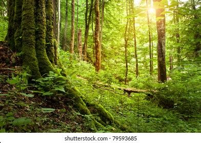 Sunny Forest Stock Photo 79593685 | Shutterstock