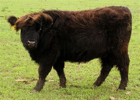 Scottish Highland Cattle | Galloping Winds Ranch