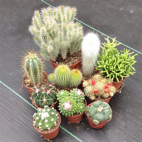 Saiba Como Cuidar Dos Mini Cactos Plantasonya O Seu Blog Sobre