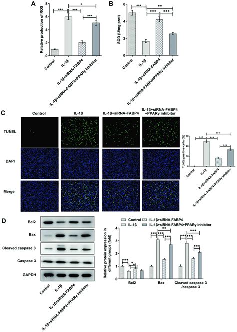 Fabp Knockdown Suppresses Inflammation Apoptosis And Extracellular