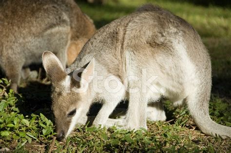 Wallabies Grazing Stock Photo | Royalty-Free | FreeImages