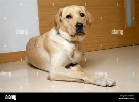 Golden Retriever Lab Mix Dogs