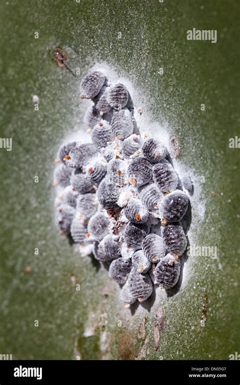 Cochineal Beetle A Scale Insect On Opuntia Prickly Pear Cactus Farmed