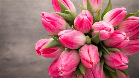 Beautiful Tulip Flowers Hd Images Best Flower Site