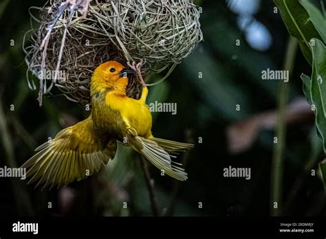 Les Oiseaux Tisserands Ploceidae Dafrique également Connus Sous Le