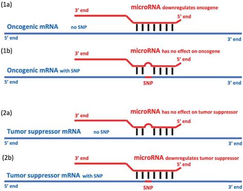 Multiple Genetic Polymorphisms Within MicroRNA Targets And Homologous