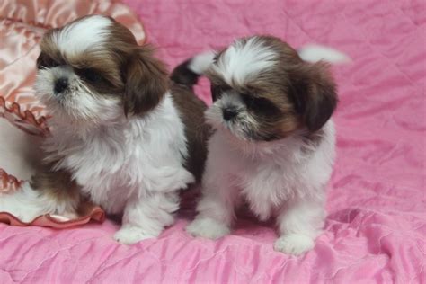 Malutkie Szczeniaczki Shih Tzu Gratka Pl Oferta Archiwalna