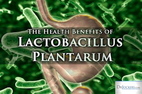 The Health Benefits Of Lactobacillus Plantarum Health Benefits