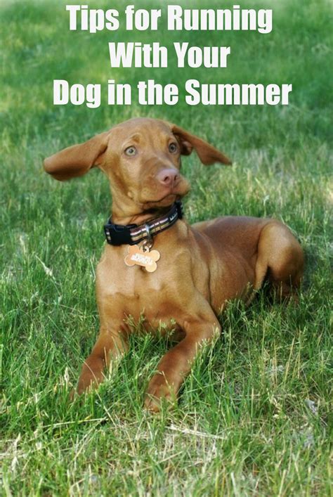 Friday Five: Favorite Tips for Running With Your Dog in the Heat. - The