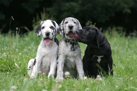 Great Dane: World's largest dogs are gentle giants