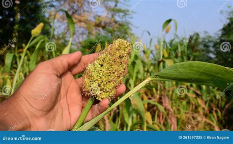 Jowar Or Sorghum Jowar Grain Sorghum Crop Farm Millet Farm Stock