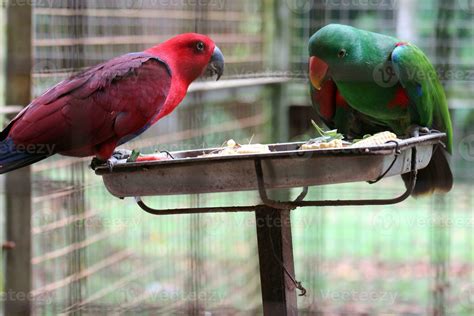 Bayan Birds Which Has The Scientific Name Eclectus Roratus Or Also