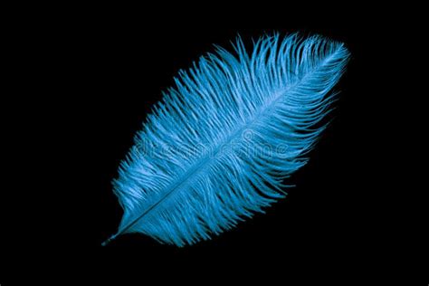 Una Pluma De Avestruz Azul Sobre Fondo Negro Aislado Foto De Archivo