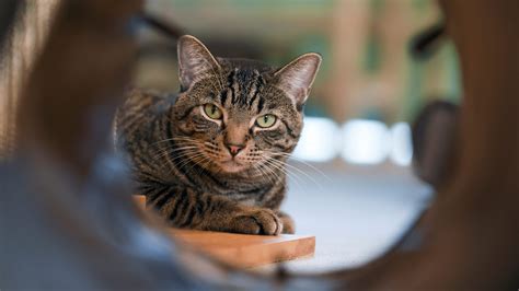 Introducing the new Fort Pierce Animal Adoption Center