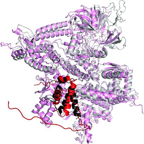 AlphaFold Multimer Predictions For The Complex Comprising CTL0286 And