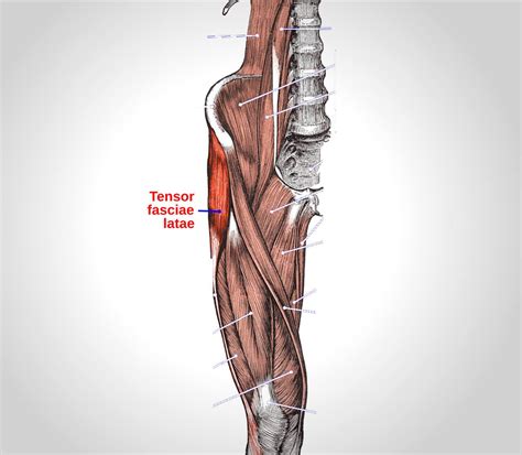 Syndrome De La Bandelette Ilio Tibiale Ou Du Tenseur Du Fascia Latta