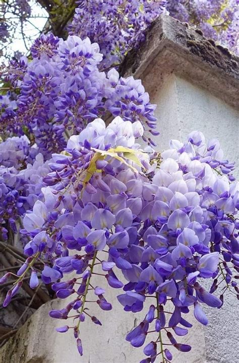 Glicínia Ou Wisteria Glicínias Flores