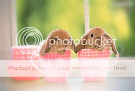 teacup-bunnies-1.jpg Photo by limeychick | Photobucket