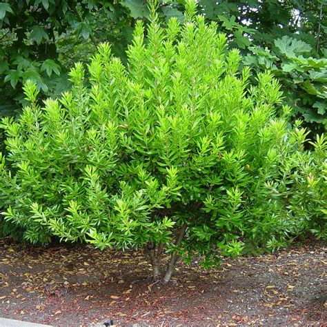 Don's Dwarf Wax Myrtle Shrubs for Sale | Fast-Growing-Trees.com – FastGrowingTrees.com