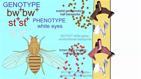 Drosophila Eye Color White Brown Scarlet Genes Abc Transporters