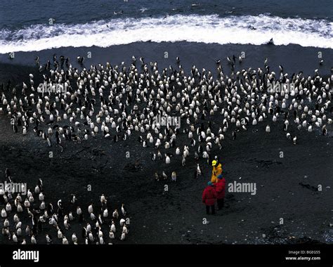 Royal penguin colony and tourists Macquarie Island Australia Stock ...