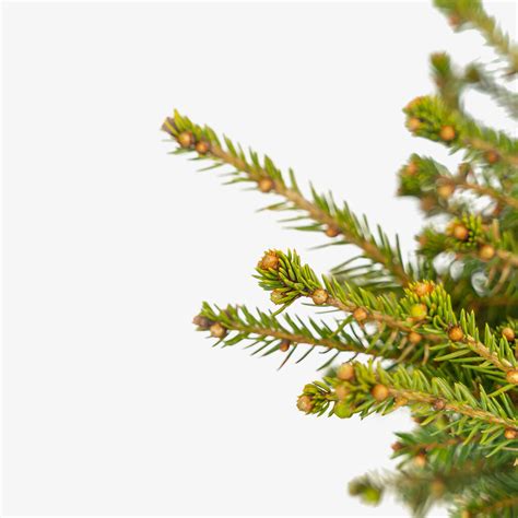 Birds Nest Spruce For Sale The Tree Center