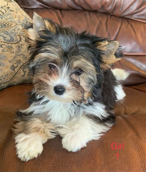 Heaven sent biewers biewer terrier puppies – Artofit