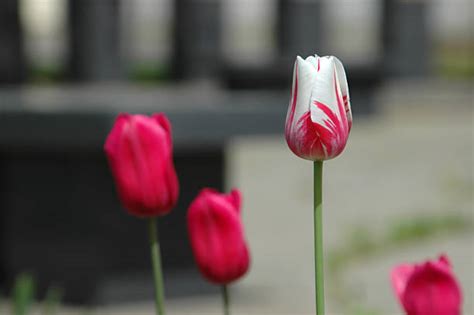 190+ Long Stem Tulips Stock Photos, Pictures & Royalty-Free Images - iStock