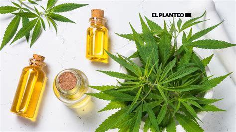 Cómo Hacer Aceite De Cannabis Casero Guía Paso A Paso El Planteo