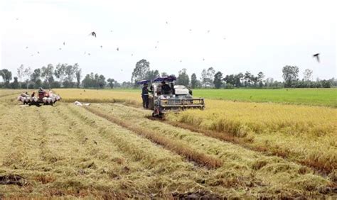 Festival to drive national rice trade