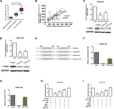 Upregulation Of Lncrna Adamts9 As2 Promotes Salivary Adenoid Cystic