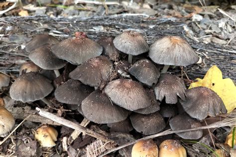 Coprinellus Sect Micacei From Auckland CBD Auckland New Zealand On