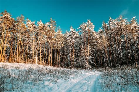 Premium Photo | Country road through snowy winter pine forest winter ...