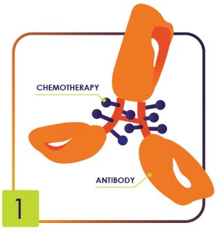 Understanding ENHERTU & Dosing | ENHERTU® (fam-trastuzumab deruxtecan-nxki)