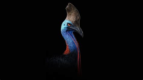 Cassowary Bird Wallpaper