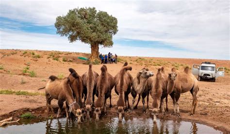 Zu Den Oasen Der Trans Altai Gobi In Der Mongolei Senckenberg Museum