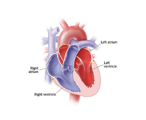 Anatomy of the Heart - Dr Ramji Mehrotra