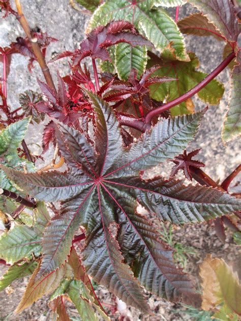 La Mar De Verde Ricinus Communis O Higuera Del Diablo