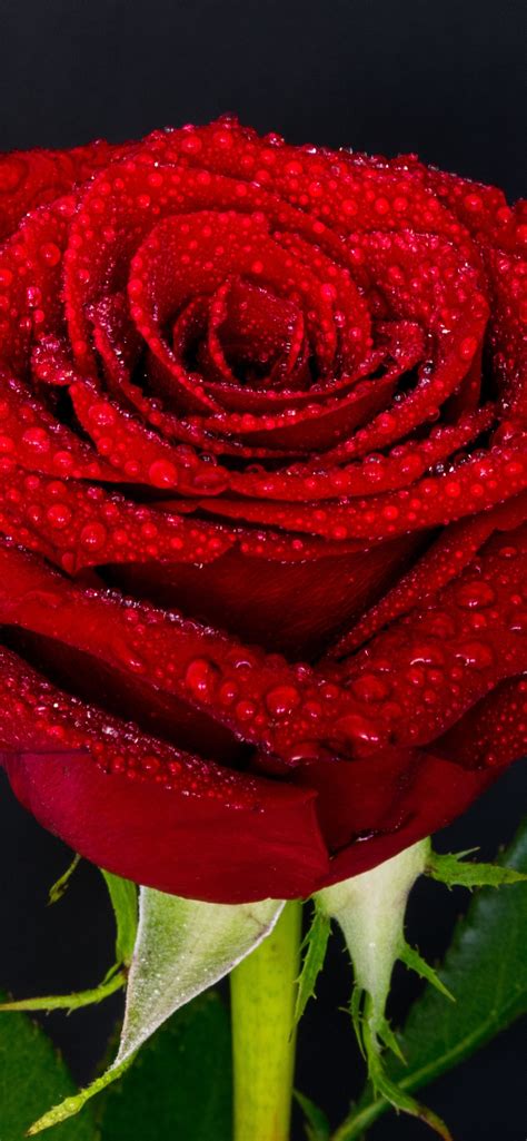 Wallpaper Red rose, petals, water droplets 3840x2160 UHD 4K Picture, Image