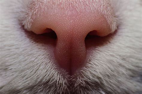 93 Close Ups Of Cat Noses To Make Your Day Cat Nose Cat Skin Rare Cats